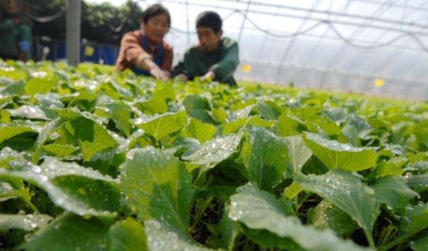 打好2022年農業(yè)生產第一仗 青島即墨區(qū)扎實推進春耕工作